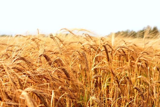 Ears on a wheaten field