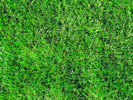 Background of the fresh green grass