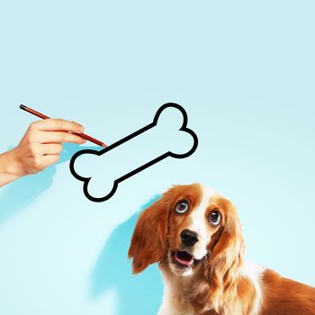 Image of golden hungry spaniel looking at bone