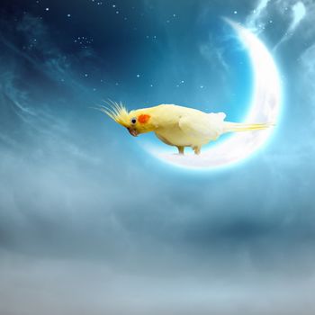 Image of yellow parrot sitting on moon