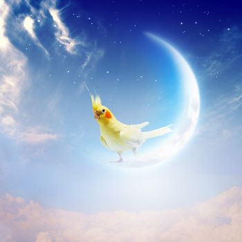 Image of yellow parrot sitting on moon