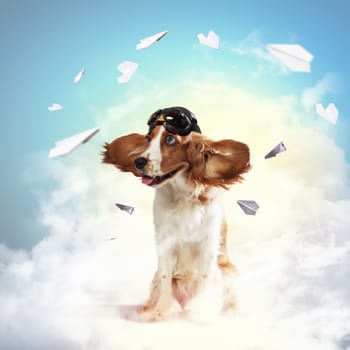A dog wearing a helmet pilot. Dreams of the sky. Funny Collage
