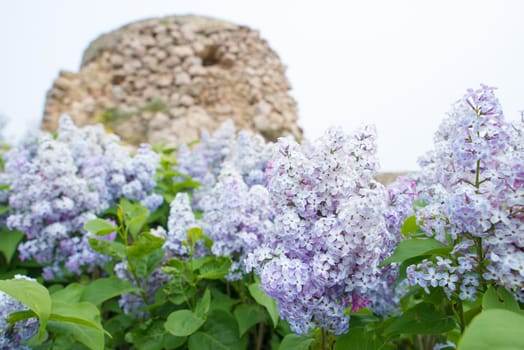 violet flowers of lilac with with green leaves with an ancient fortress