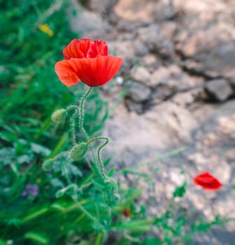 closeup image of red poppy flower