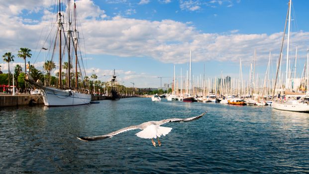 seagull with yachts in the port