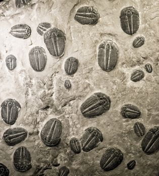 ancient trilobites fossils in stone