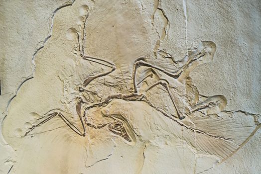 Archaeopteryx fossils in the ancient stone
