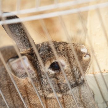 Closeup of a cute brown bunny rabbit in a cage sitting up against the bars looking at the camera
