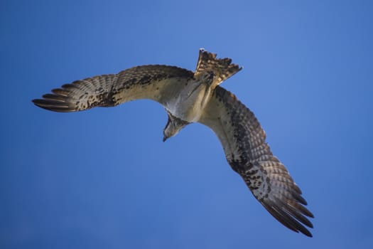 Five sea (in Norwegian Femsj��en) is a lake located in the municipality of Halden, Norway. My son and I were on a photo safari, hoping to get pictures of Osprey that breed in a tree on a small island in Five sea