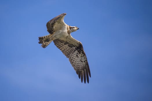 Five sea (in Norwegian Femsj��en) is a lake located in the municipality of Halden, Norway. My son and I were on a photo safari, hoping to get pictures of Osprey that breed in a tree on a small island in Five sea