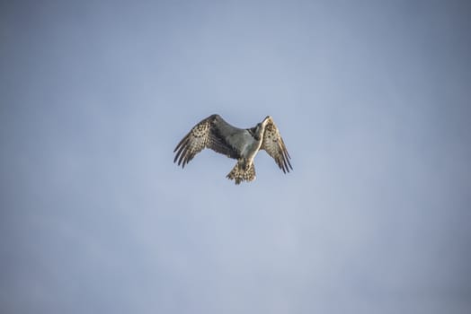 Five sea (in Norwegian Femsj��en) is a lake located in the municipality of Halden, Norway. My son and I were on a photo safari, hoping to get pictures of Osprey that breed in a tree on a small island in Five sea