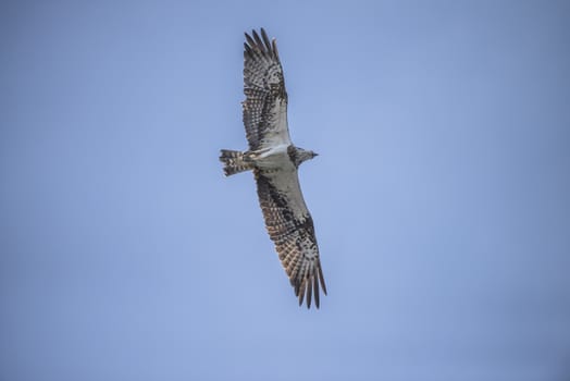 Five sea (in Norwegian Femsj��en) is a lake located in the municipality of Halden, Norway. My son and I were on a photo safari, hoping to get pictures of Osprey that breed in a tree on a small island in Five sea