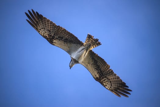 Five sea (in Norwegian Femsj��en) is a lake located in the municipality of Halden, Norway. My son and I were on a photo safari, hoping to get pictures of Osprey that breed in a tree on a small island in Five sea