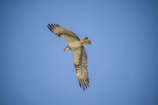 Five sea (in Norwegian Femsj��en) is a lake located in the municipality of Halden, Norway. My son and I were on a photo safari, hoping to get pictures of Osprey that breed in a tree on a small island in Five sea