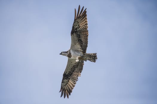 Five sea (in Norwegian Femsjøen) is a lake located in the municipality of Halden, Norway. My son and I were on a photo safari, hoping to get pictures of Osprey that breed in a tree on a small island in Five sea