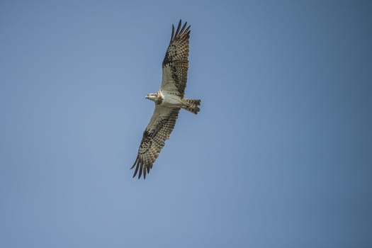 Five sea (in Norwegian Femsjøen) is a lake located in the municipality of Halden, Norway. My son and I were on a photo safari, hoping to get pictures of Osprey that breed in a tree on a small island in Five sea