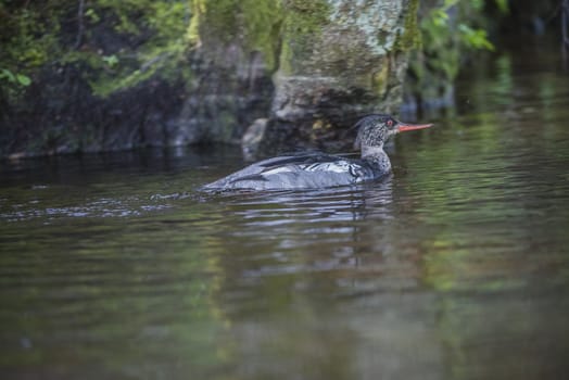 Five sea (in Norwegian Femsj��en) is a lake located in the municipality of Halden, Norway. My son and I were on a photo safari, hoping to get pictures of Osprey that breed in a tree on a small island in Five sea