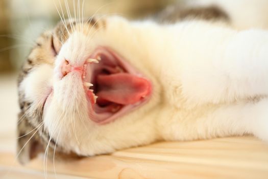 Cat yawning with mouth wide open and shows fangs