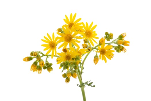 Yellow wild flowers isolated on white background close up.