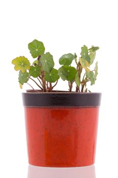 Nasturtium leafs in red pot isolated on white background close up.