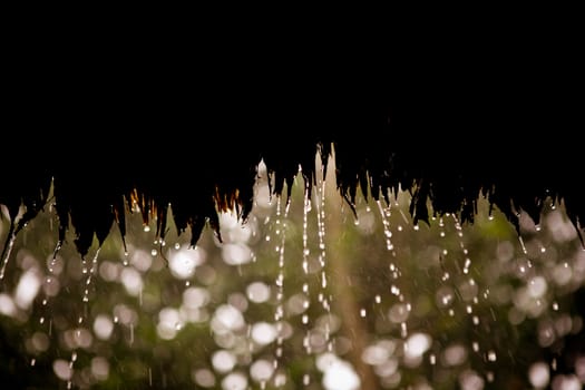 Close up wet blades of grass isolated on black