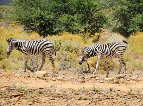 Two wild small zebras foals in Afrian bush