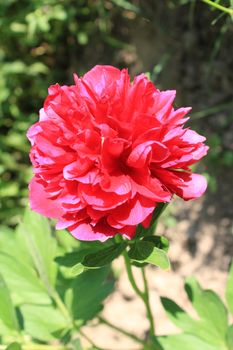 beautiful pink flower of peony in the garden