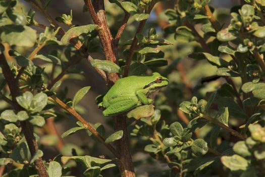 green frog hidden in tree