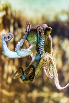 underwater wildlife - great colorful octopus with shallow depht of field
