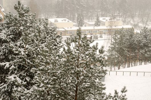 abundant snow covered tops of pine trees and snow covered yard in late winter afternoon