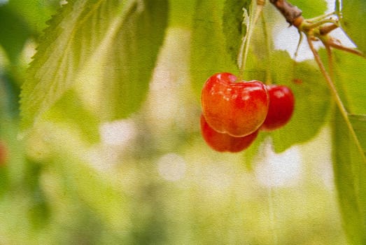 Red and sweet cherries on a branch, Grunge paper texture