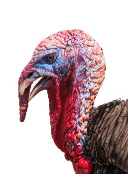 Portrait of a turkey a over white background