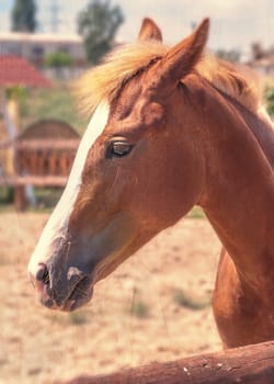 A beautiful brown horse looks over the fence