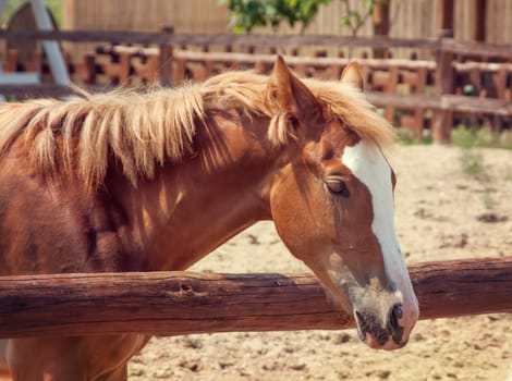 A beautiful brown horse looks over the fence