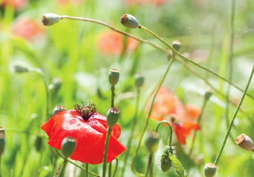 red poppies in a meadow