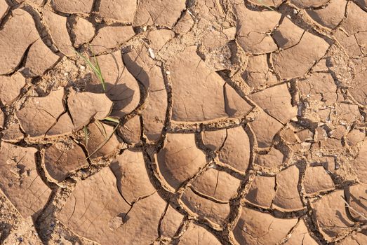 cracked earth texture with the  green grass