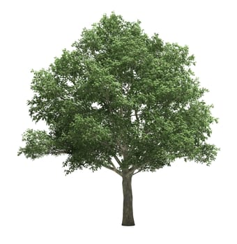 Tree isolated on a white background, no environment