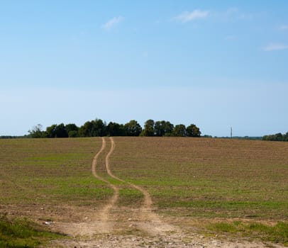 way in green field on sunny summer day