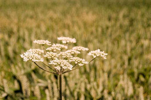 Cow Parsley in a field of wheat