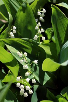 green sprouts of lilies of the valley in spring in kithen garden