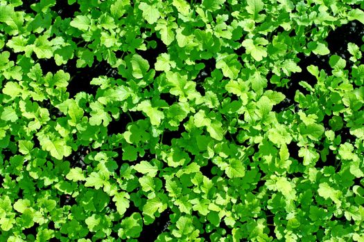 Background of fresh green leaves