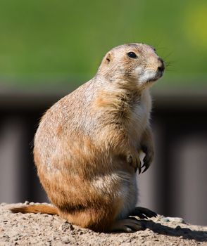 Prairie Dog taking in all the action.