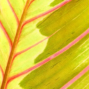 red leaf macro close up