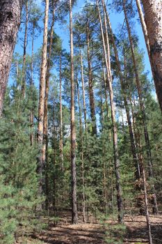 summer landscape with green forest and pines