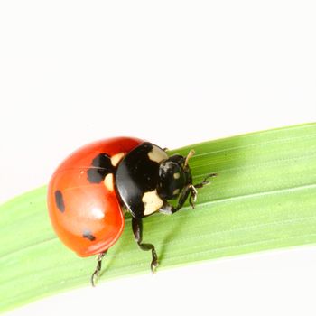 red ladybug on green grass isolated