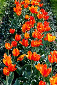 image of orange tulips on the flower-bed