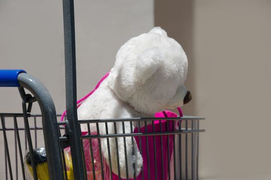 Toy - white bear -  in shopping bag in kid's shopping cart 
Note - this typical white bear was made by hands of my daughter on Build-A-Bear Workshop in Northridge, California, USA.