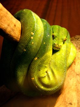 image of green hidden boa on the branch of tree