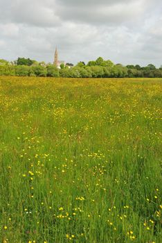 Green grass meadow woody hedgerow 