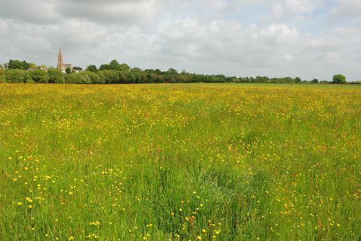 Green grass meadow woody hedgerow 